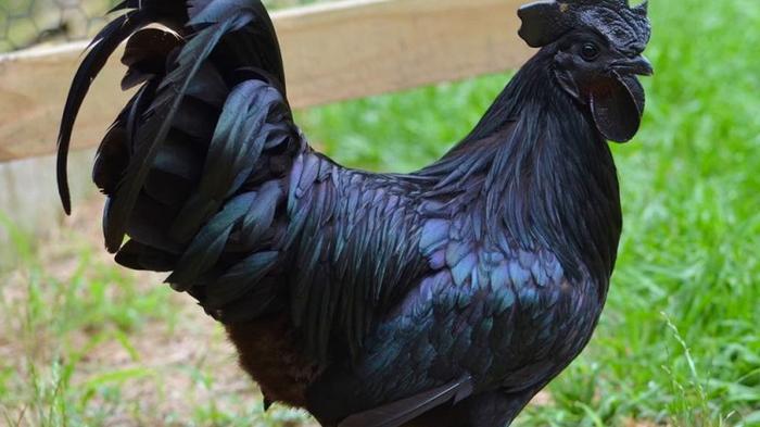 ayam cemani Jual Ayam Hias BERKUALITAS DAN TERPERCAYA SEJAK 1999 The Bewitching Cemani Chickens With A Completely Black Color From The Outside And Inside Even The Bones And Flesh Totally Black