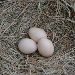 the ayam cemani eggs Jual Ayam Hias BERKUALITAS DAN TERPERCAYA SEJAK 1999 The High Quality Hen To Produce The Pure Of Ayam Cemani Eggs For Hatching
